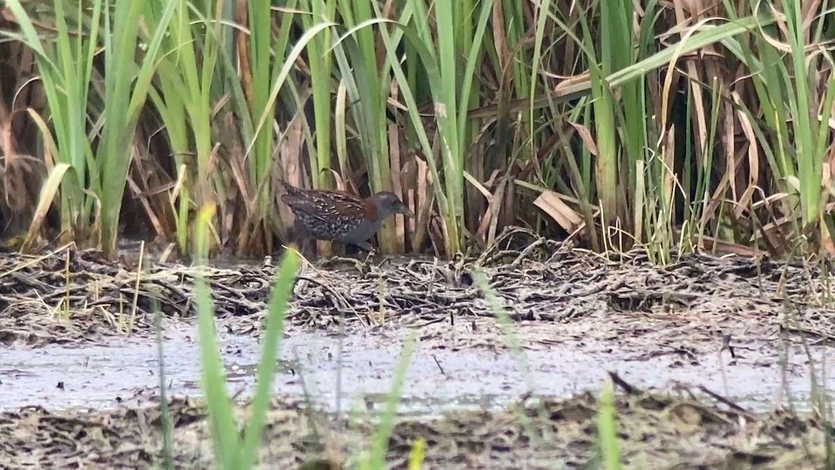 Baillon's Crake - ML646402426