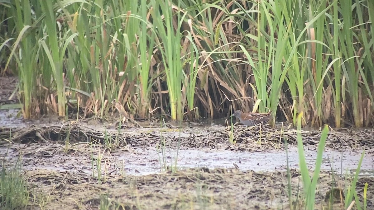 Baillon's Crake - ML646402427