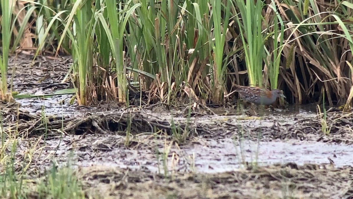 Baillon's Crake - ML646402428