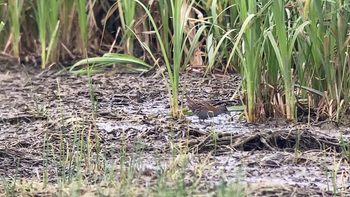 Baillon's Crake - ML646402429