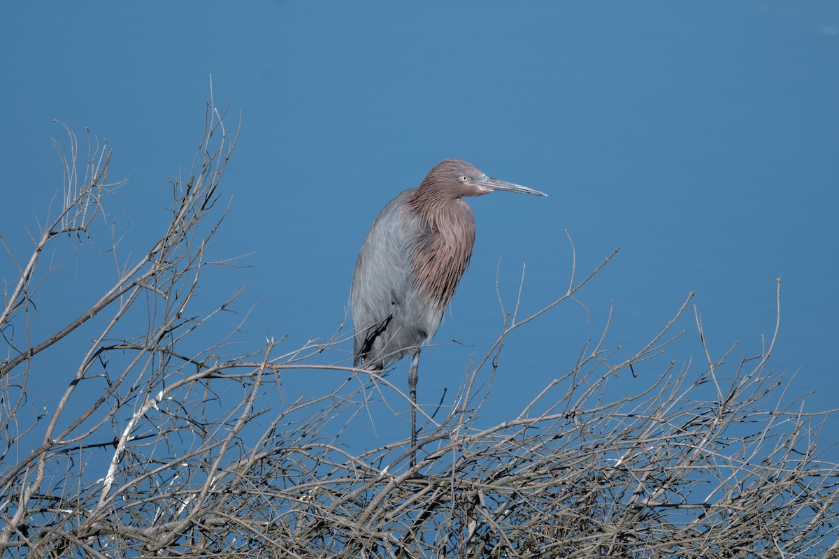 Reddish Egret - ML646402433
