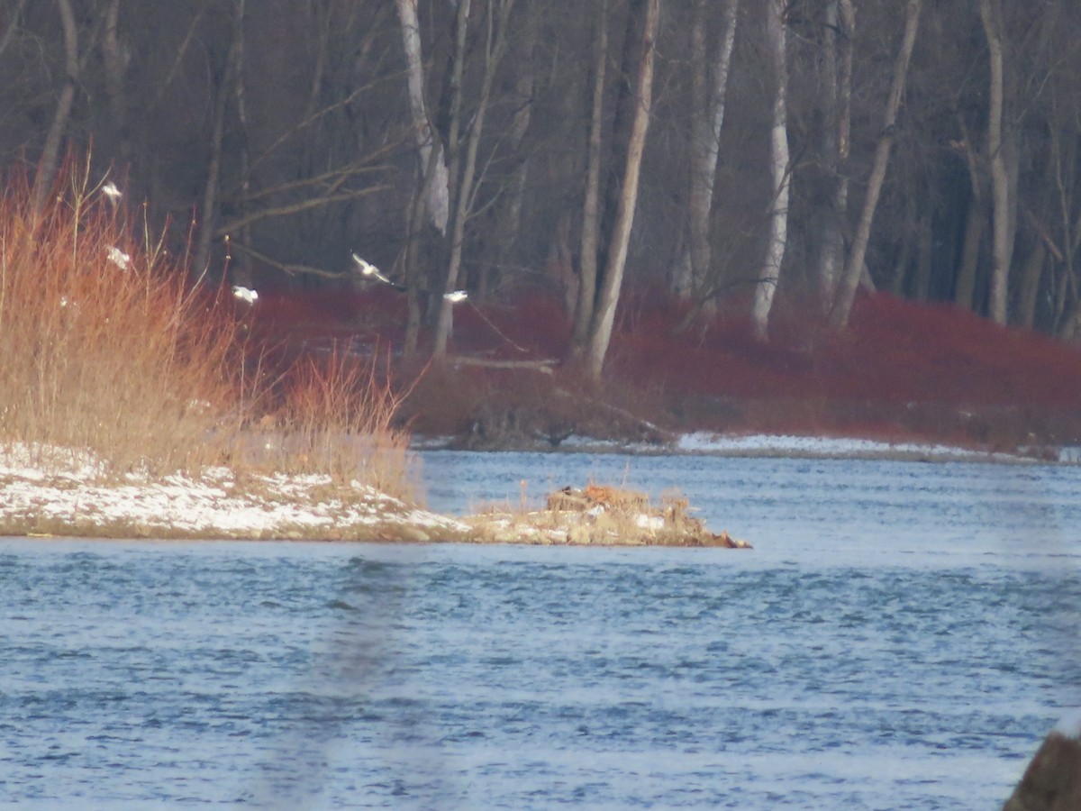 Möwe, unbestimmt - ML646402435