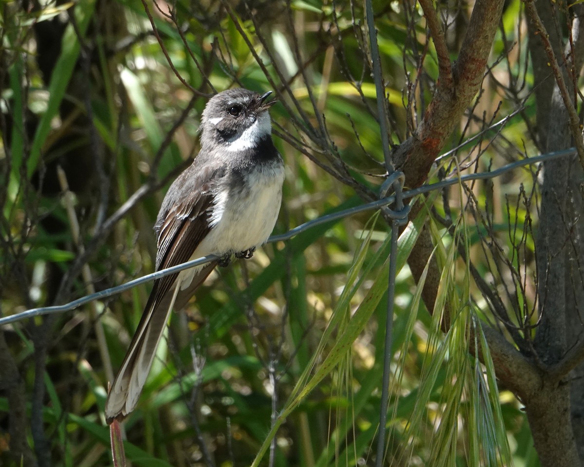 gråviftestjert - ML646402436