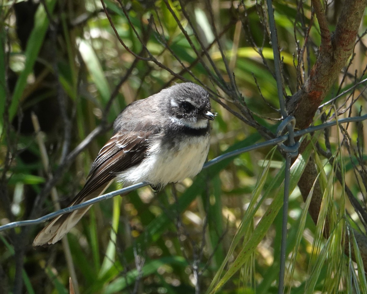 gråviftestjert - ML646402437