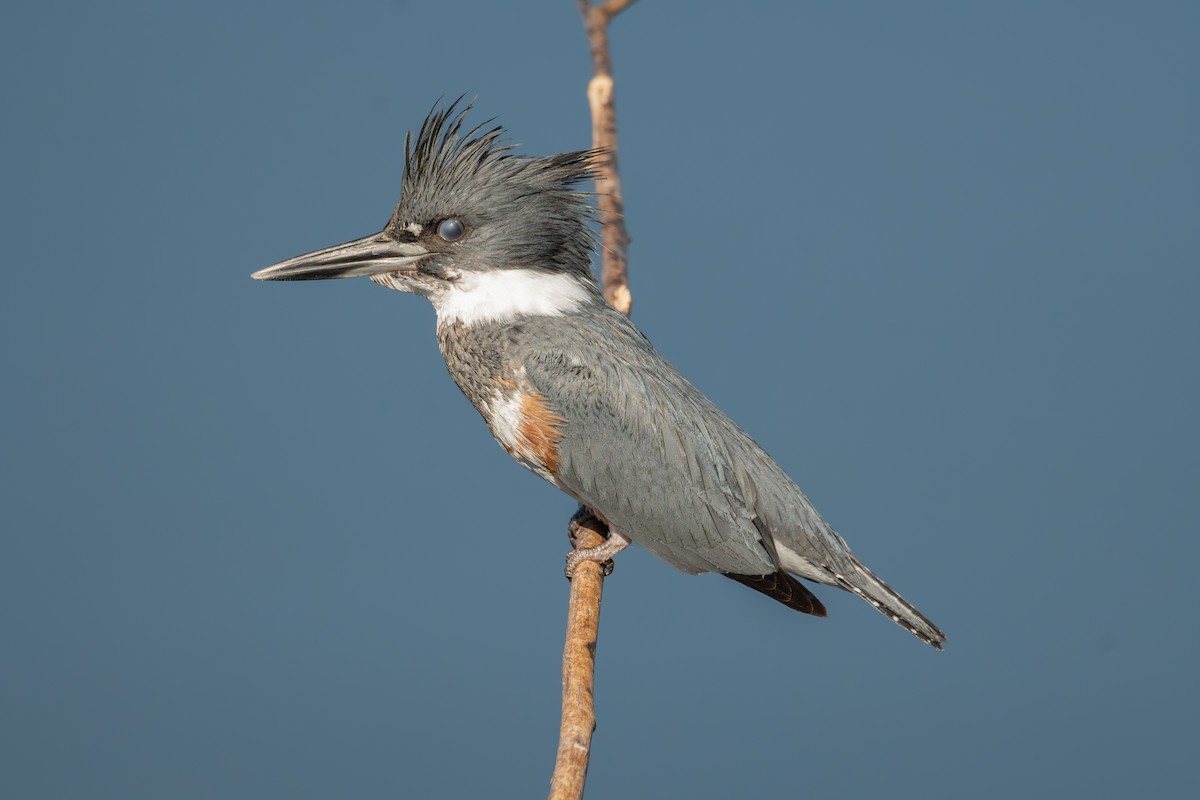 Belted Kingfisher - ML646402446
