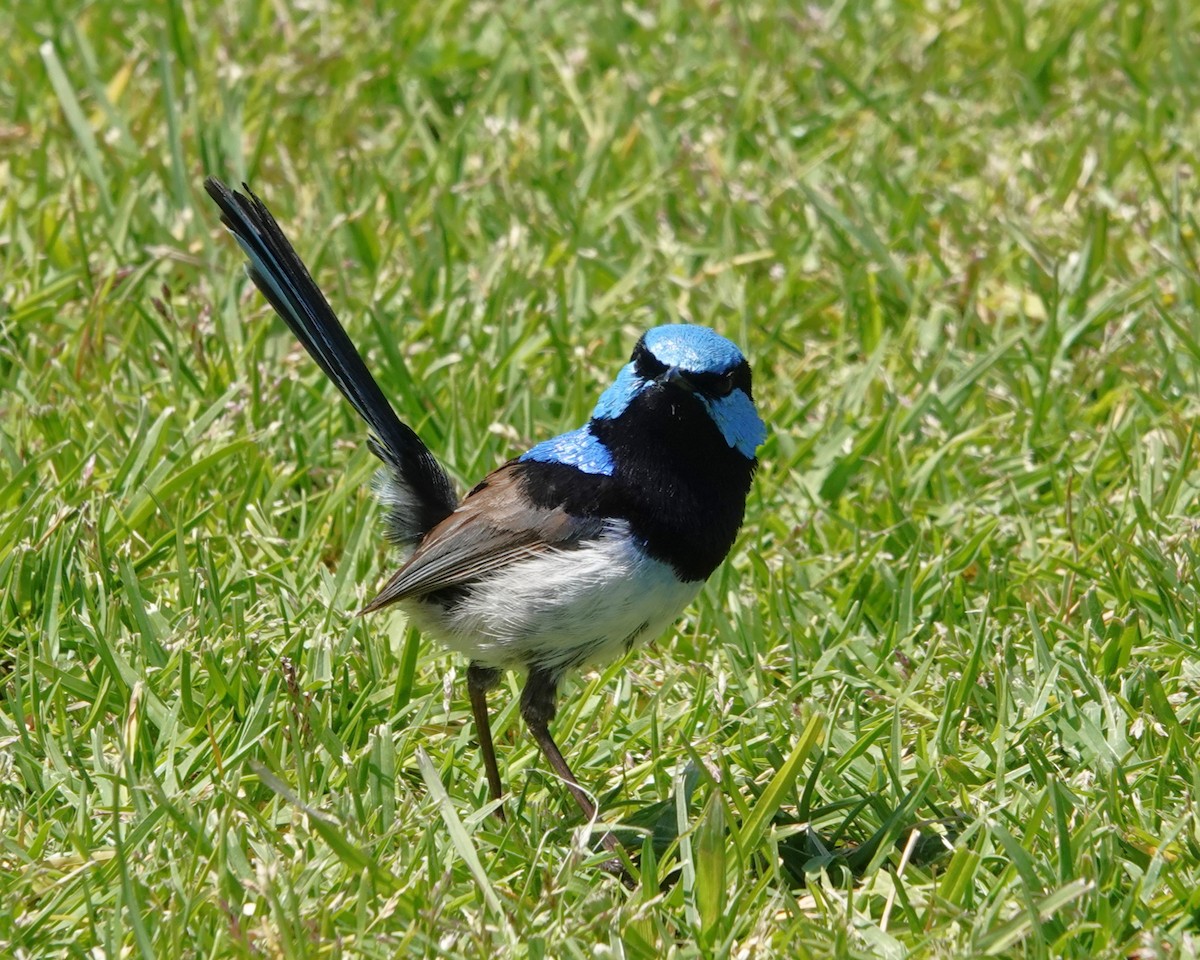 blåalvesmett - ML646402452