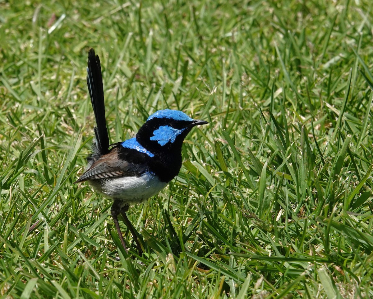 blåalvesmett - ML646402453