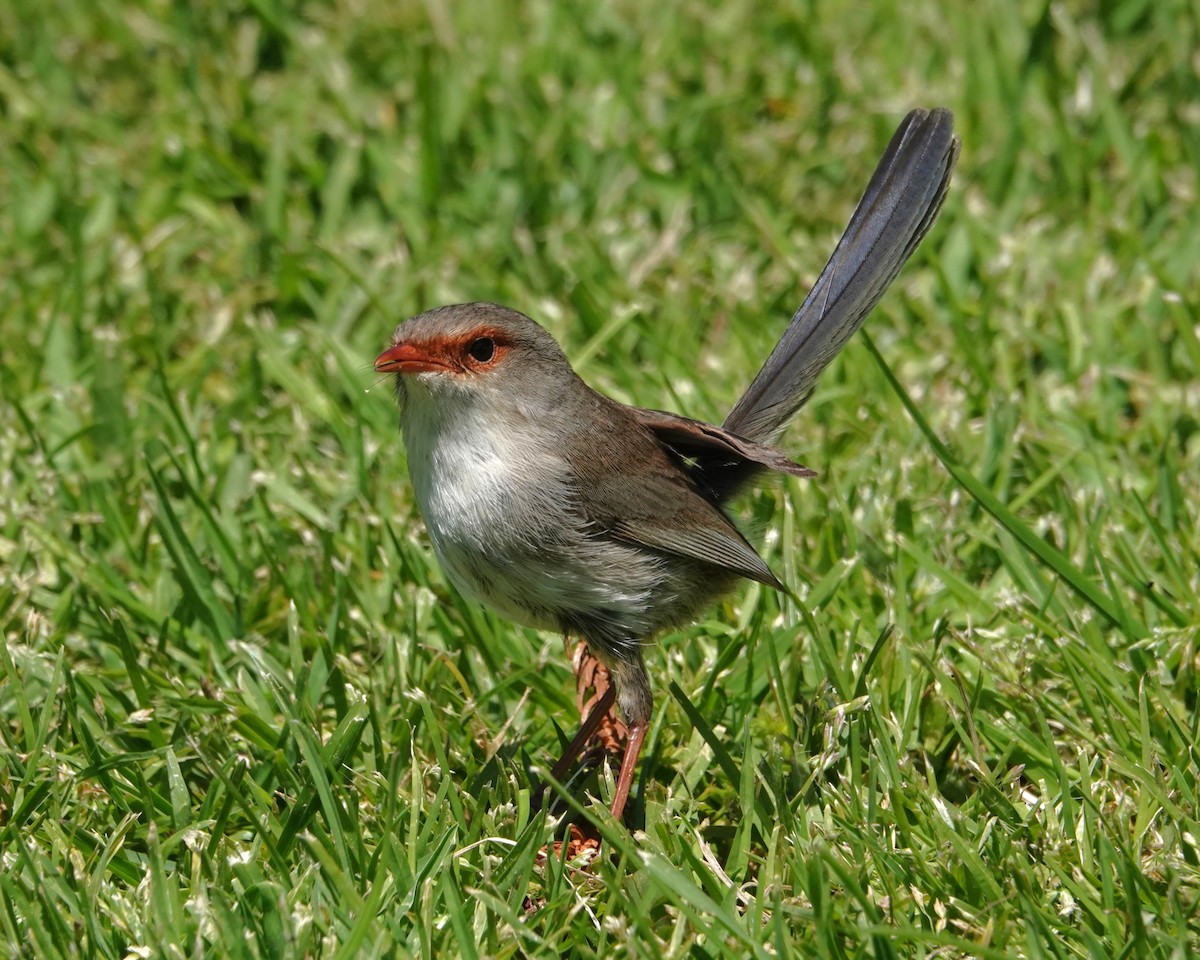 blåalvesmett - ML646402454