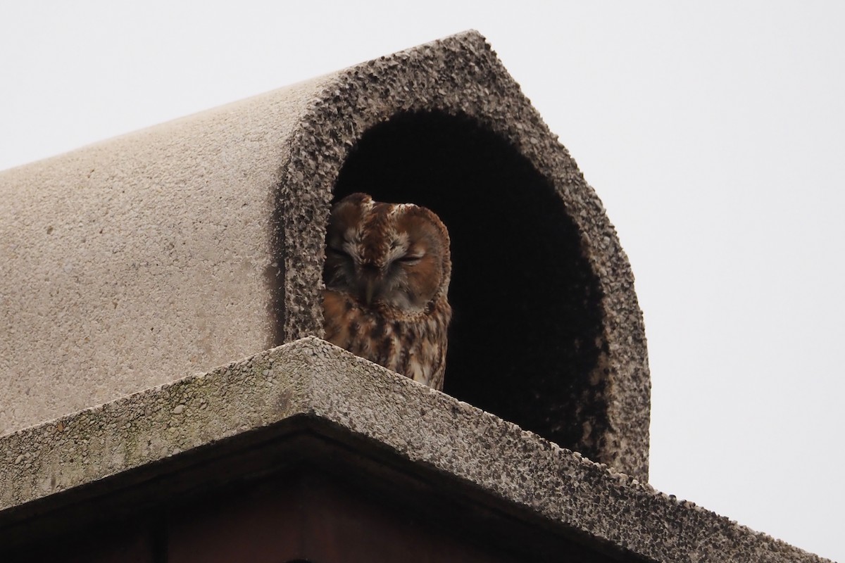 Tawny Owl - ML646402456