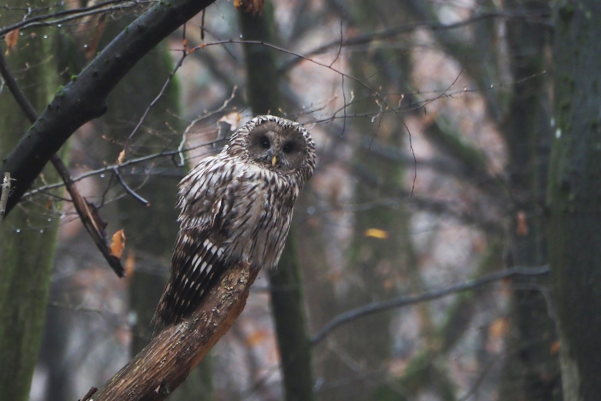 Ural Owl (Ural) - ML646402457