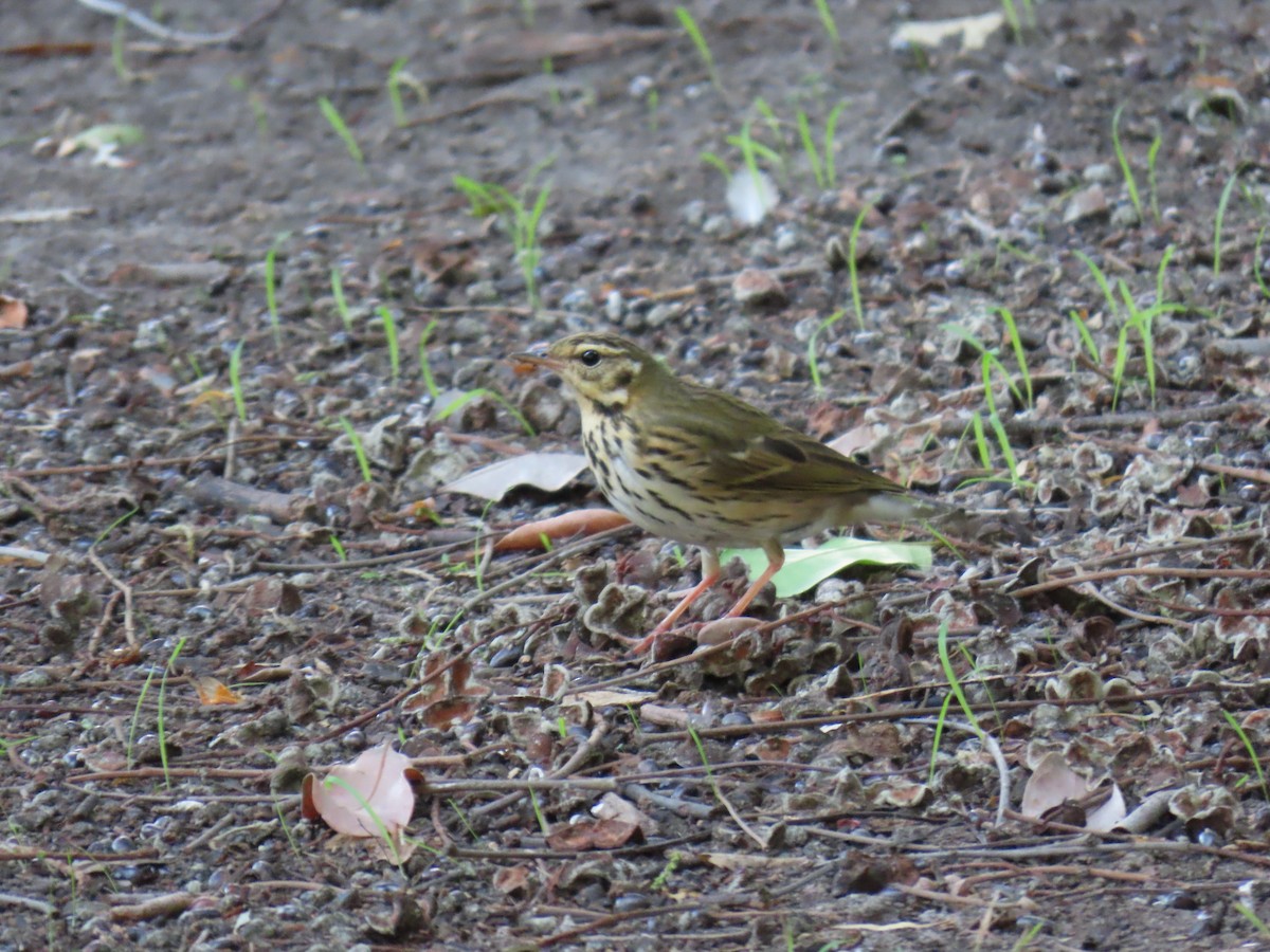 Olive-backed Pipit - ML646402458