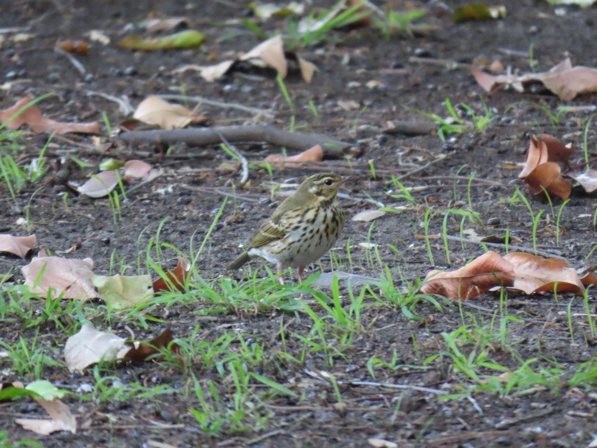 Olive-backed Pipit - ML646402459