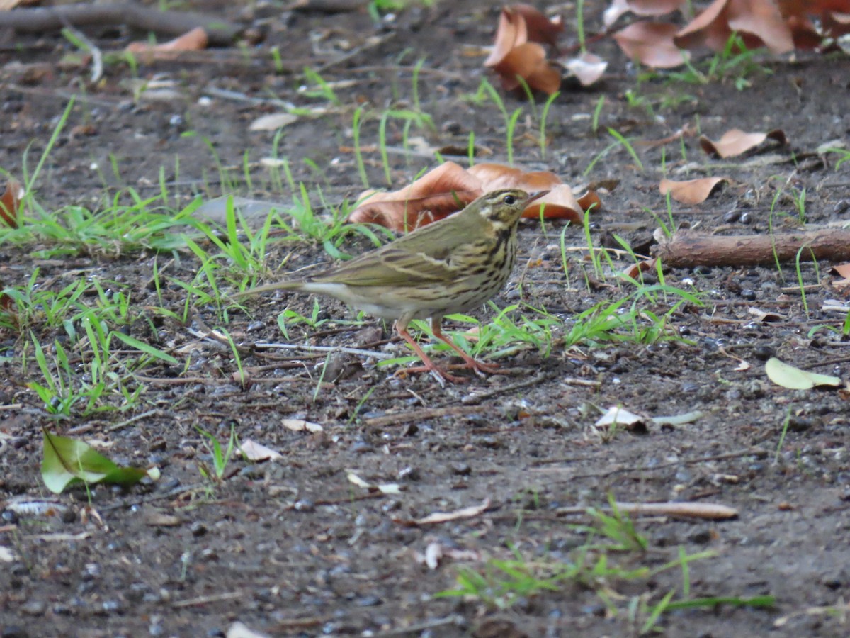 Olive-backed Pipit - ML646402460