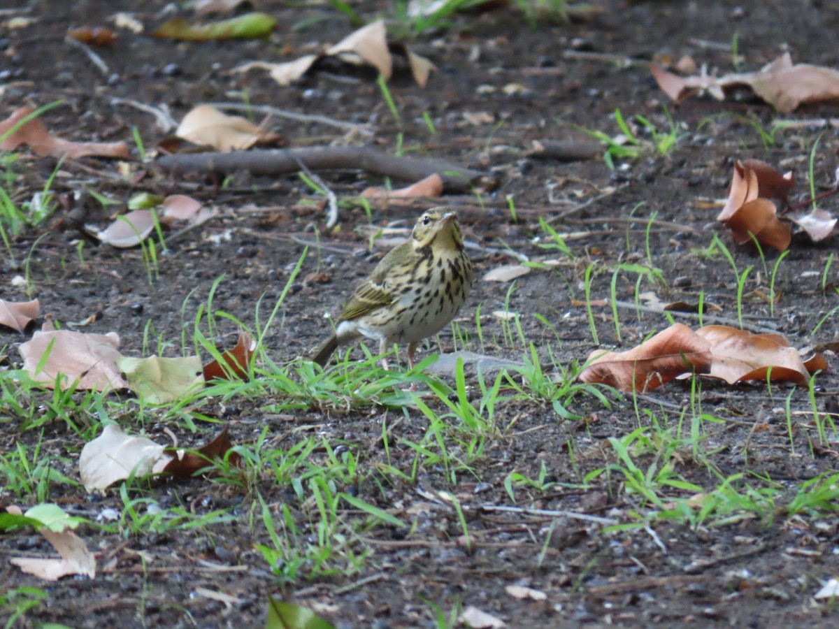 Olive-backed Pipit - ML646402461