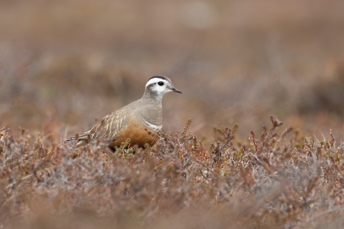 Eurasian Dotterel - ML646402462