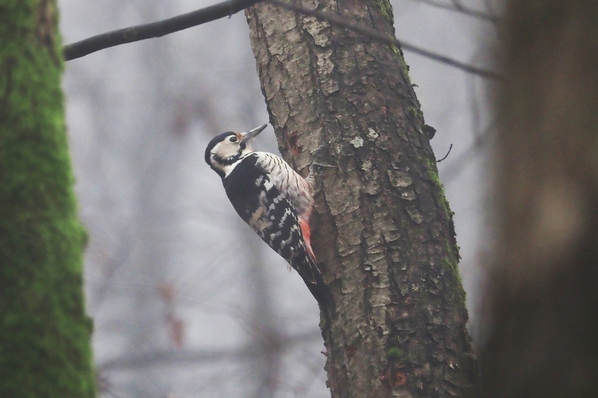 White-backed Woodpecker (White-backed) - ML646402464
