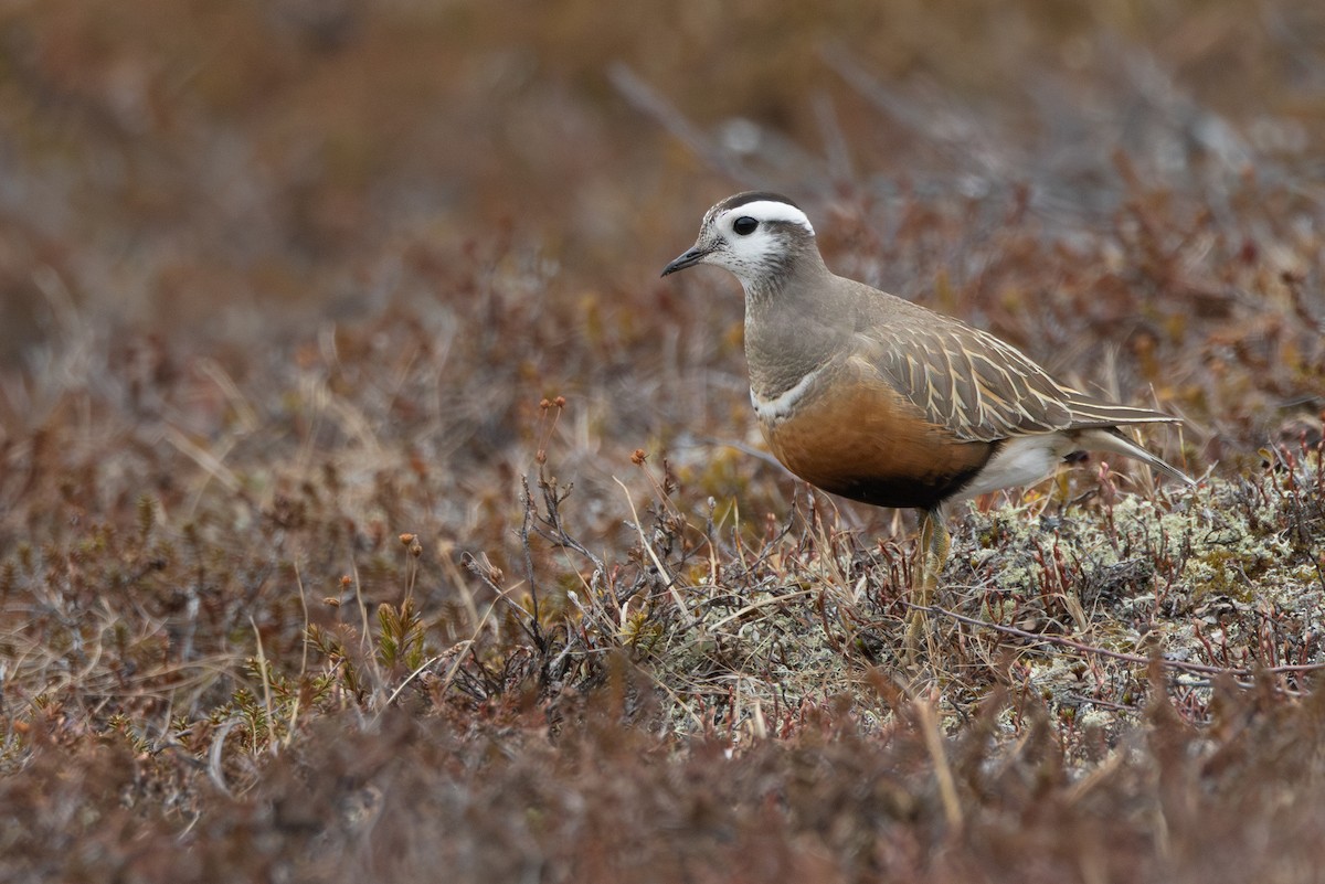 Eurasian Dotterel - ML646402466