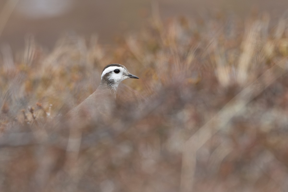 Eurasian Dotterel - ML646402468