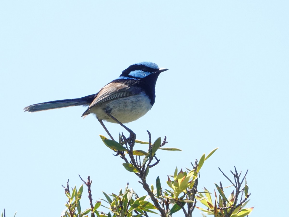 blåalvesmett - ML646402473