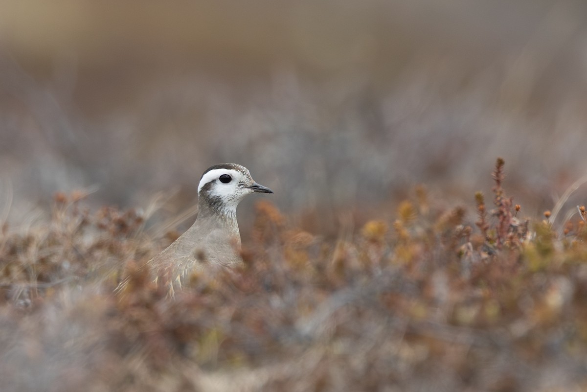 Eurasian Dotterel - ML646402474