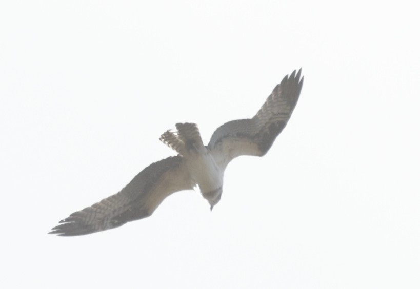 Falco pescatore - ML646402475