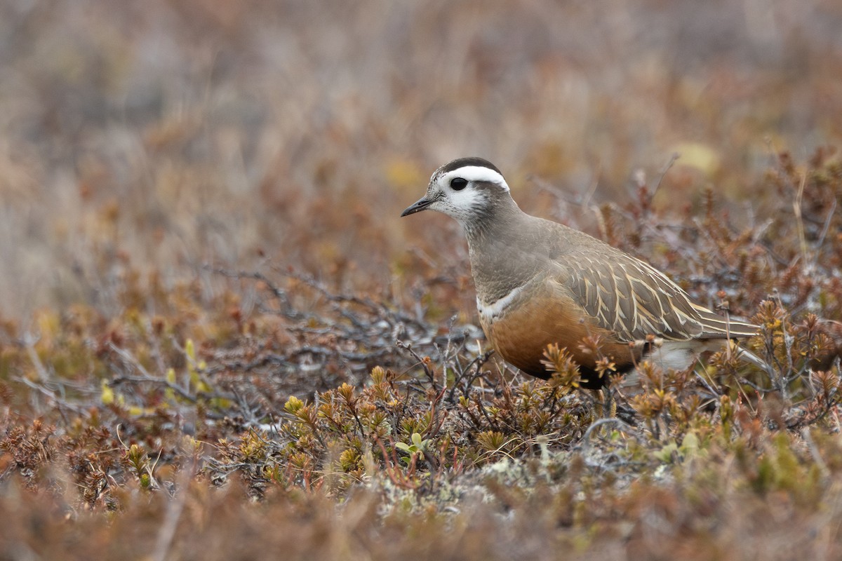 Eurasian Dotterel - ML646402477