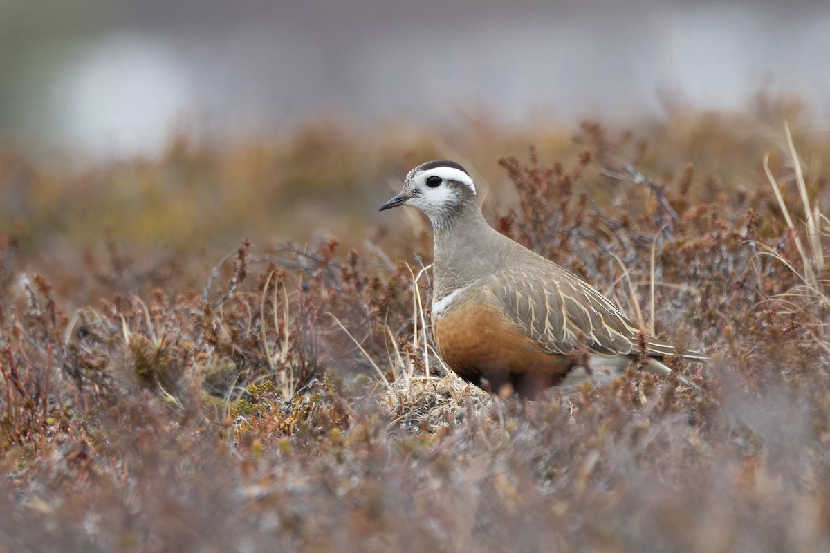 Eurasian Dotterel - ML646402478