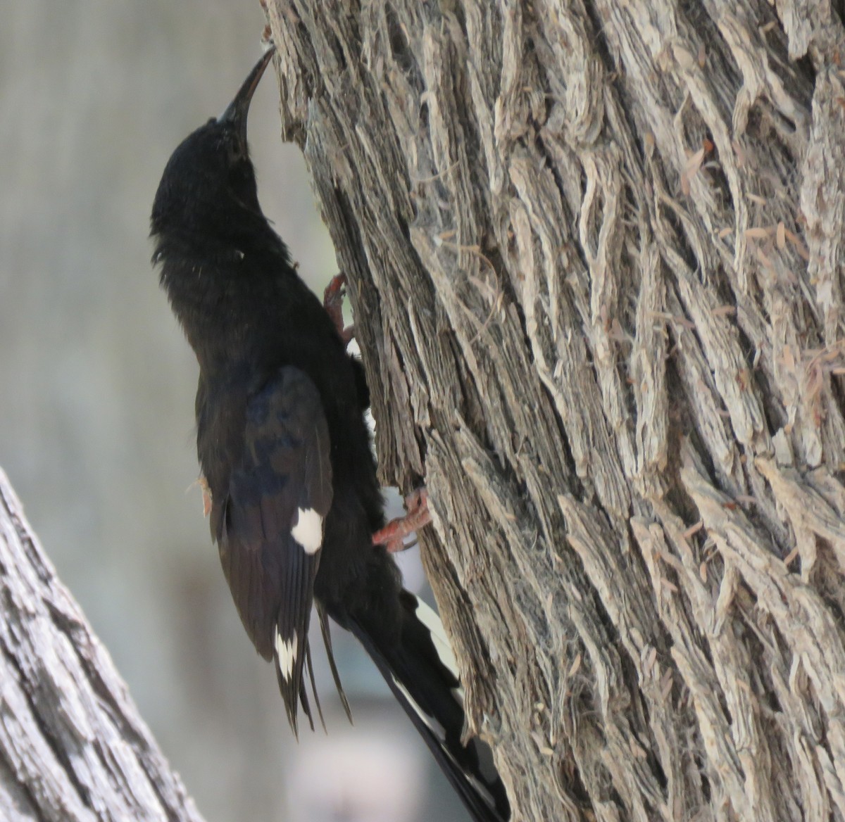 Violet Woodhoopoe (Violet) - ML646402479