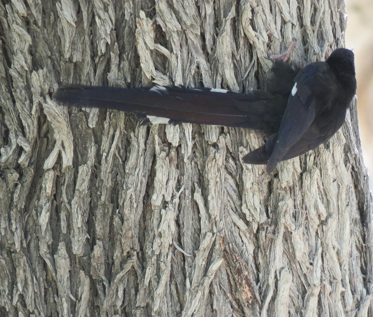 Violet Woodhoopoe (Violet) - ML646402480