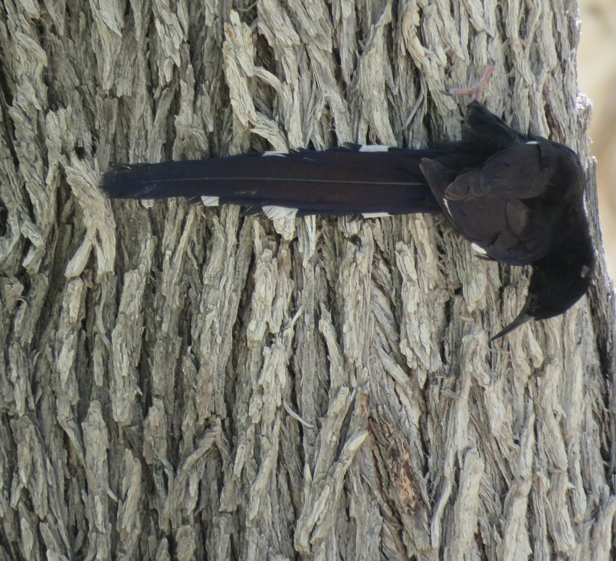 Violet Woodhoopoe (Violet) - ML646402481
