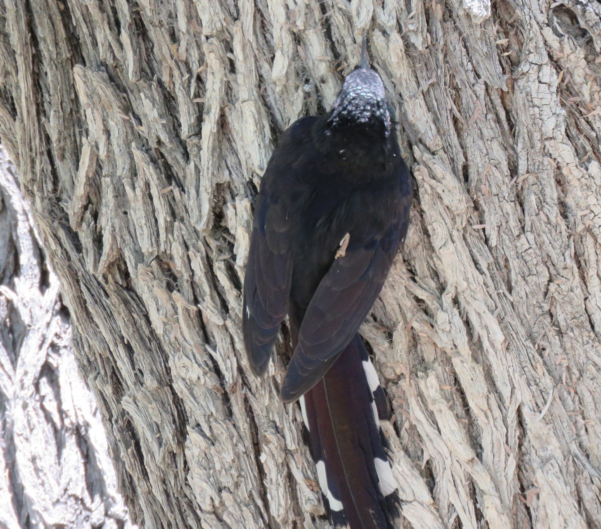 Violet Woodhoopoe (Violet) - ML646402482