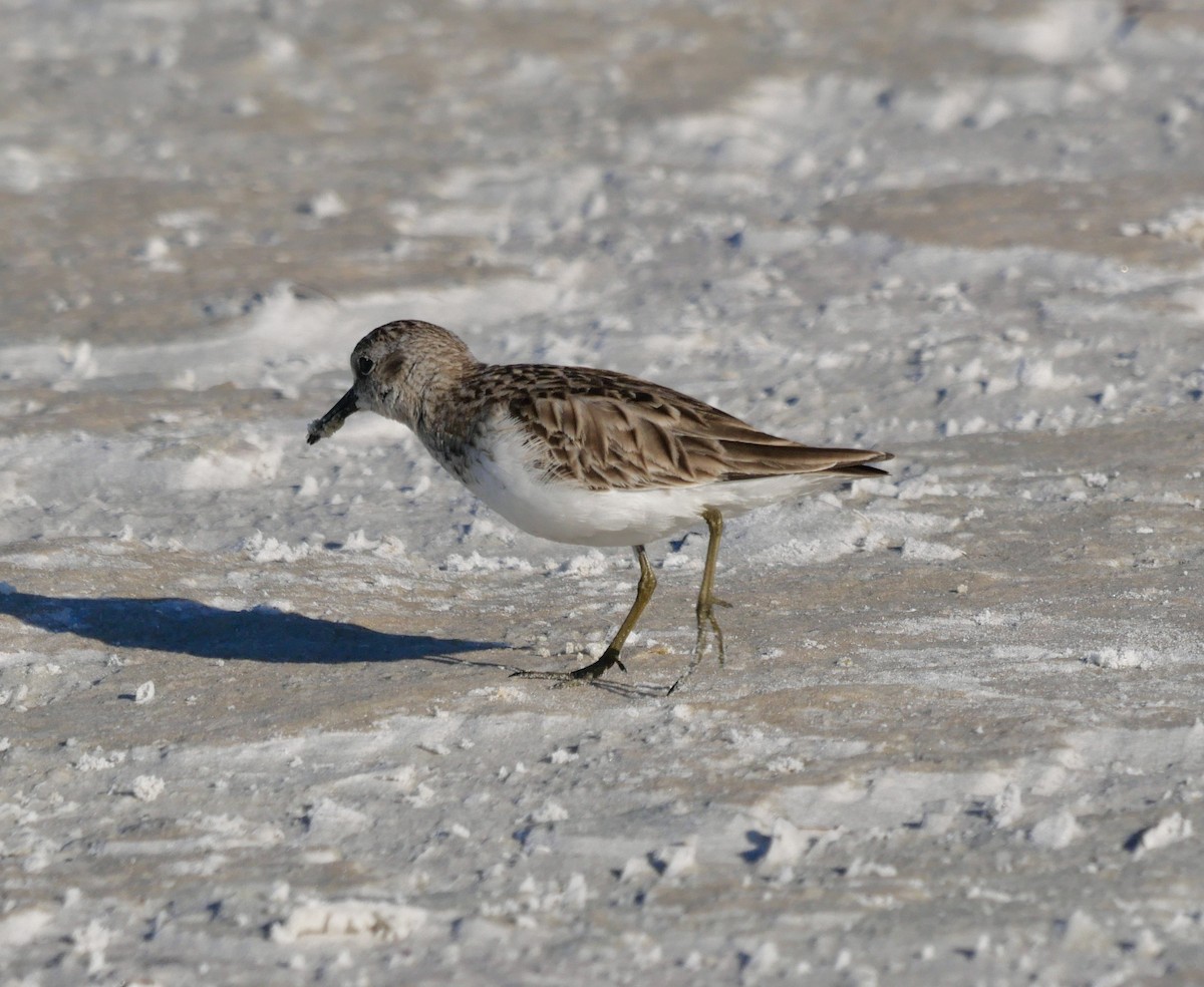 Least Sandpiper - ML646402484