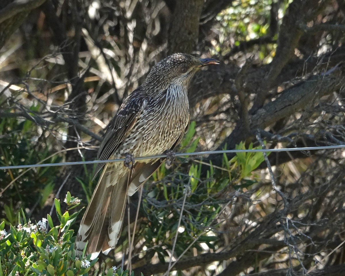 banksiahonningeter - ML646402485