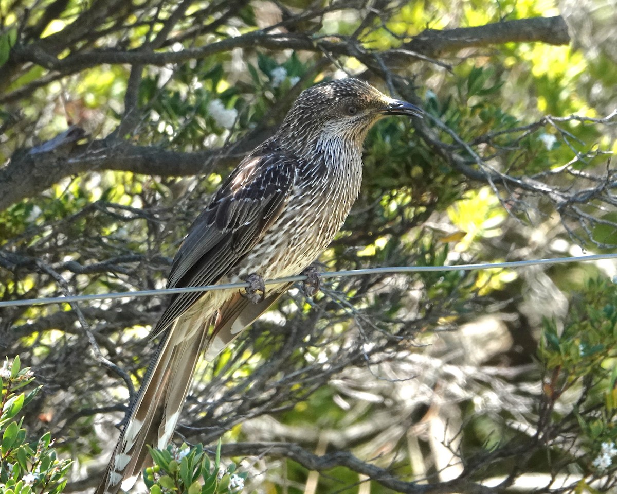 banksiahonningeter - ML646402486