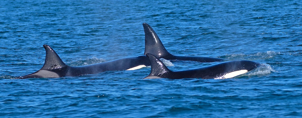 虎鯨 - ML646402491