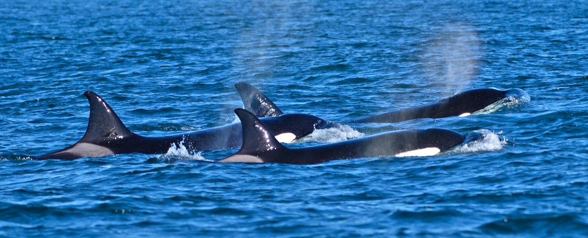 虎鯨 - ML646402492