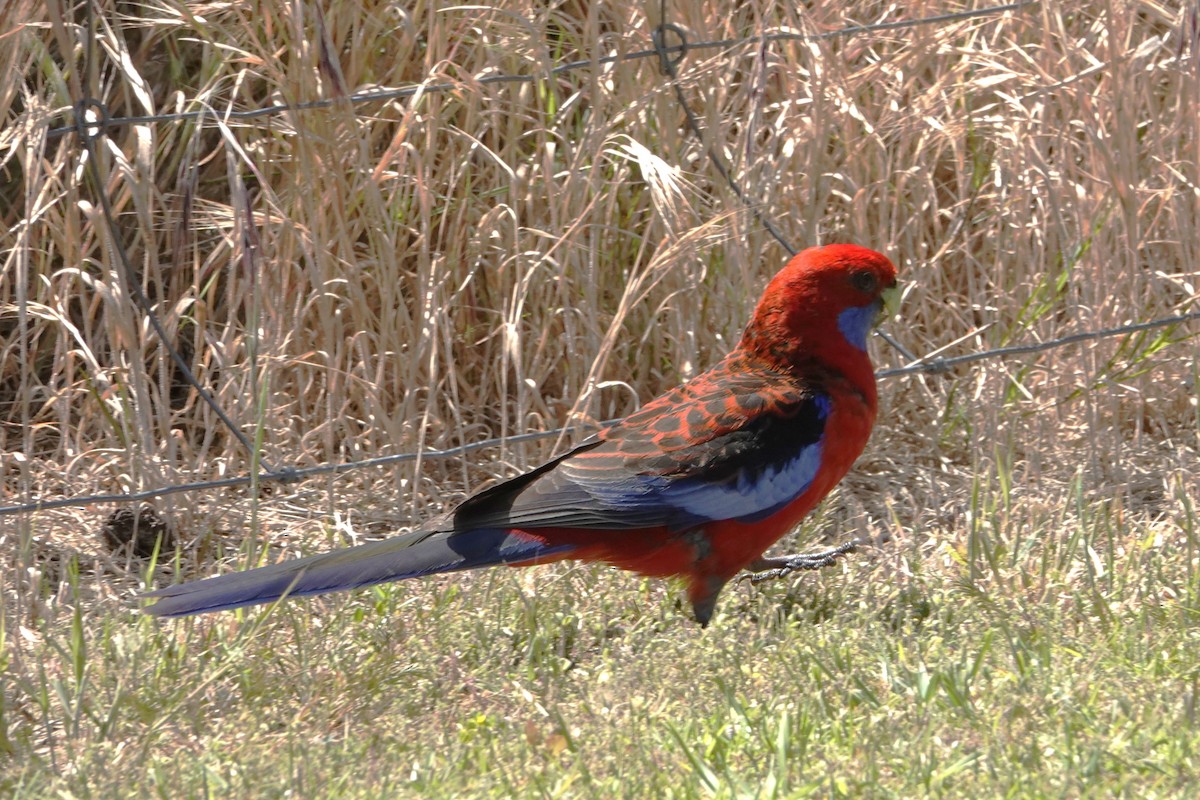 rødrosella - ML646402493