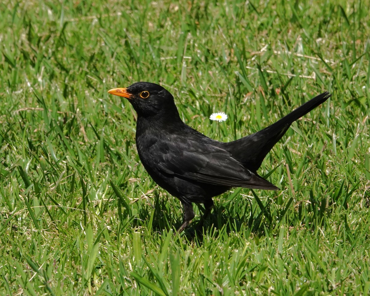 svarttrost - ML646402497