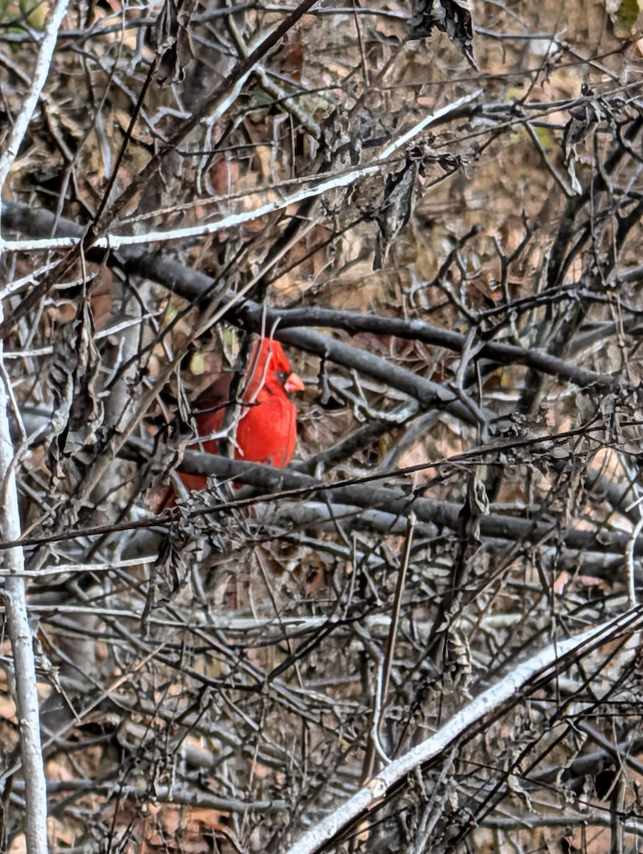 Northern Cardinal - ML646402498