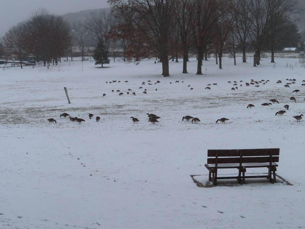 Canada Goose - ML646402499