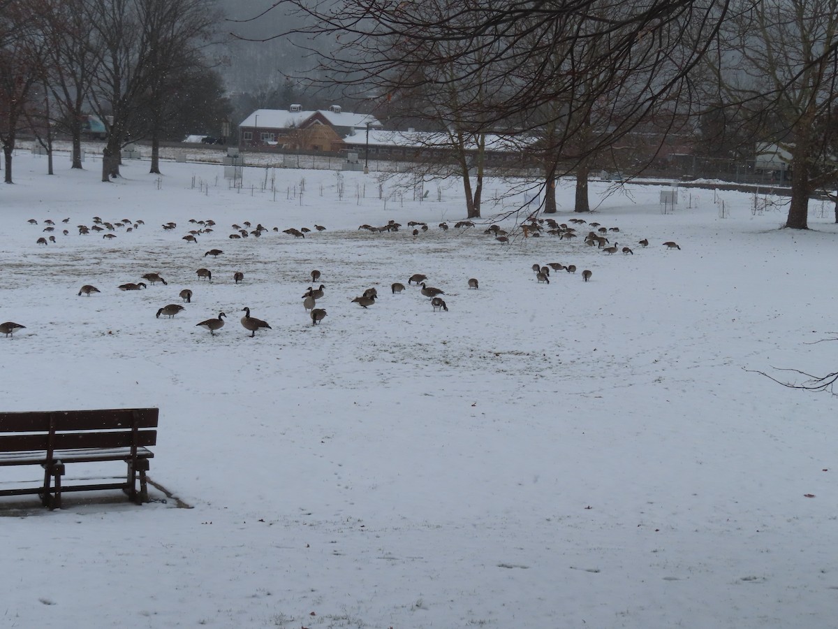 Canada Goose - ML646402500