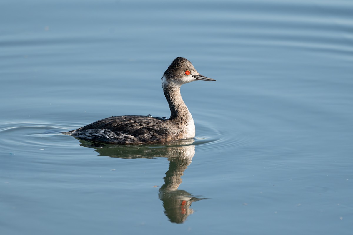 Eared Grebe - ML646402502