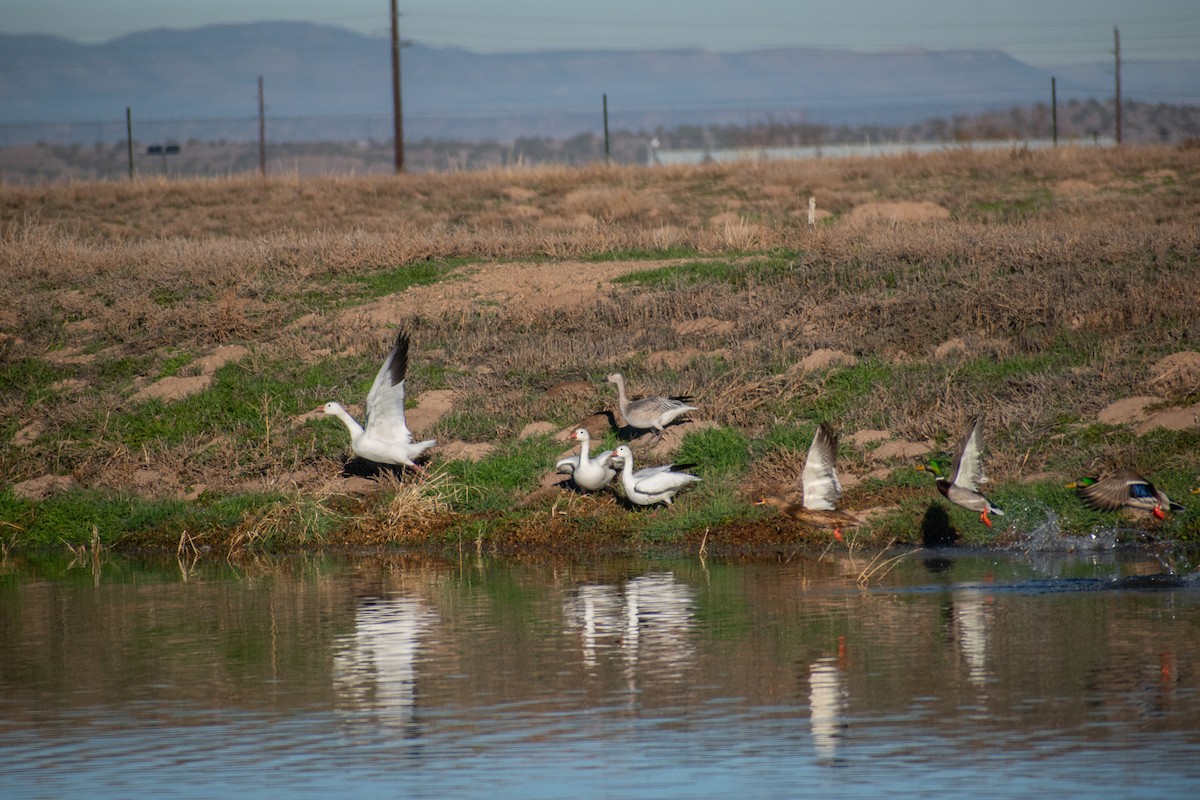 Snow Goose - ML646402503