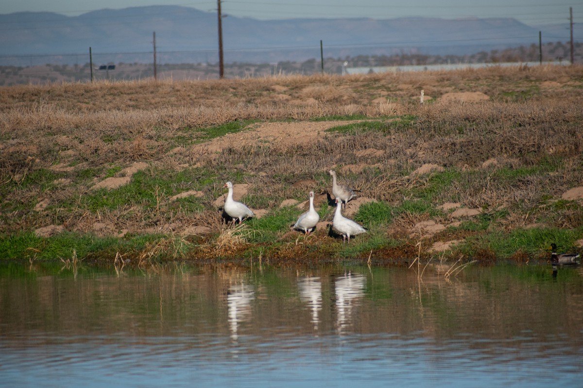 Snow Goose - ML646402504