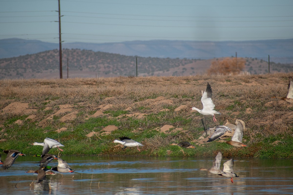 Snow Goose - ML646402505