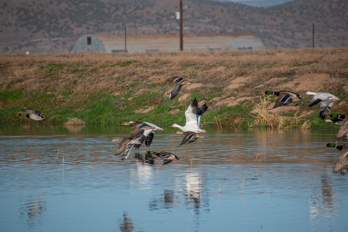 Snow Goose - ML646402506