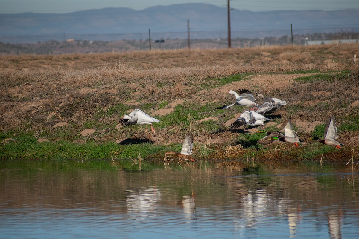 Snow Goose - ML646402507