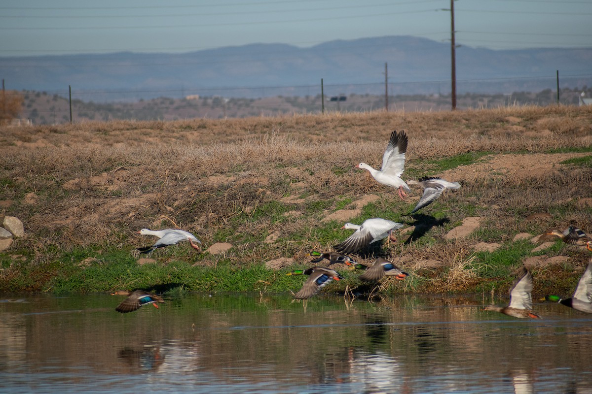 Snow Goose - ML646402508