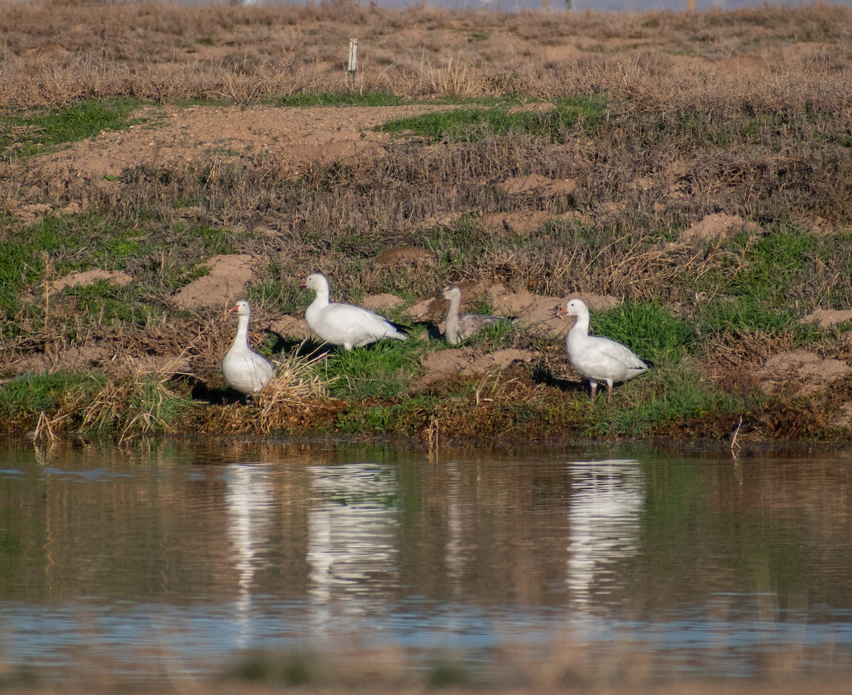 Snow Goose - ML646402509