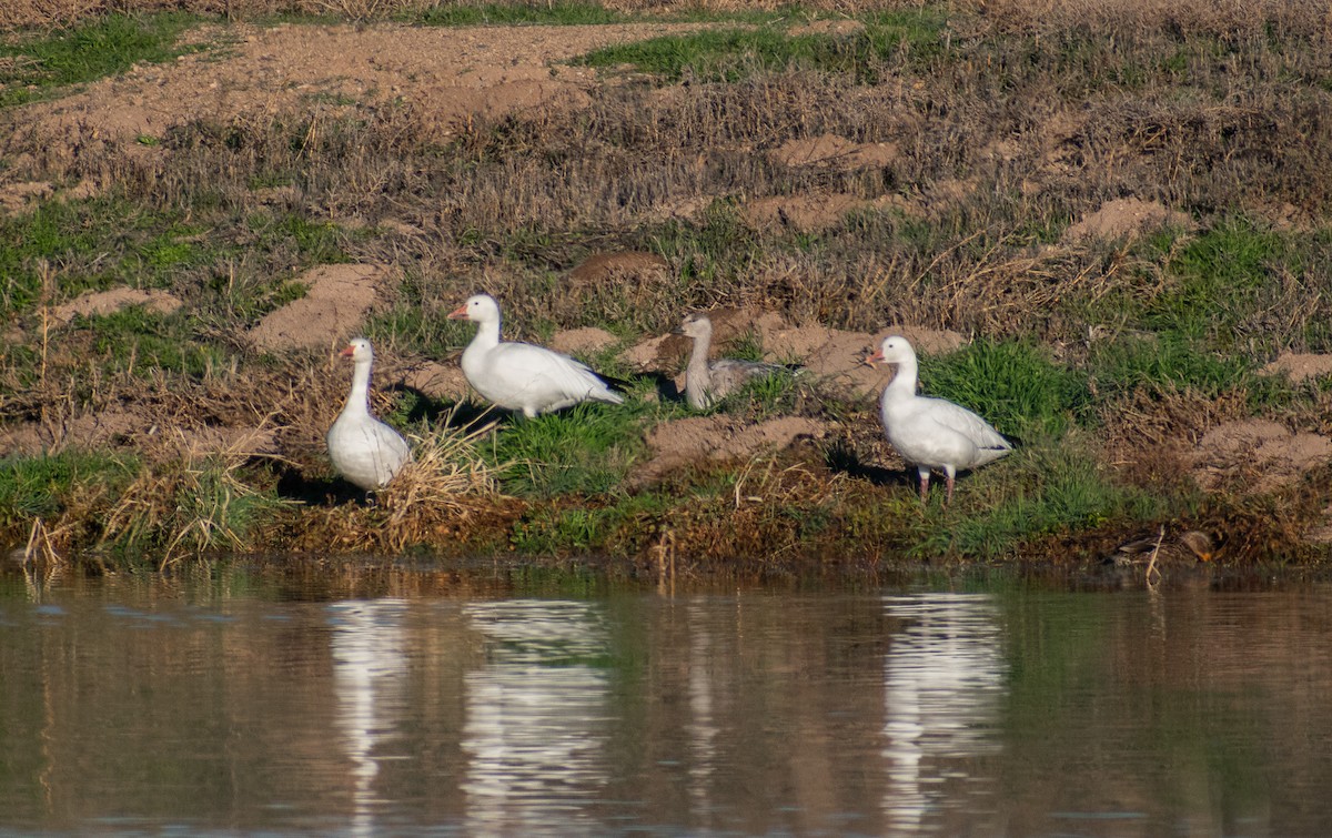 Snow Goose - ML646402510